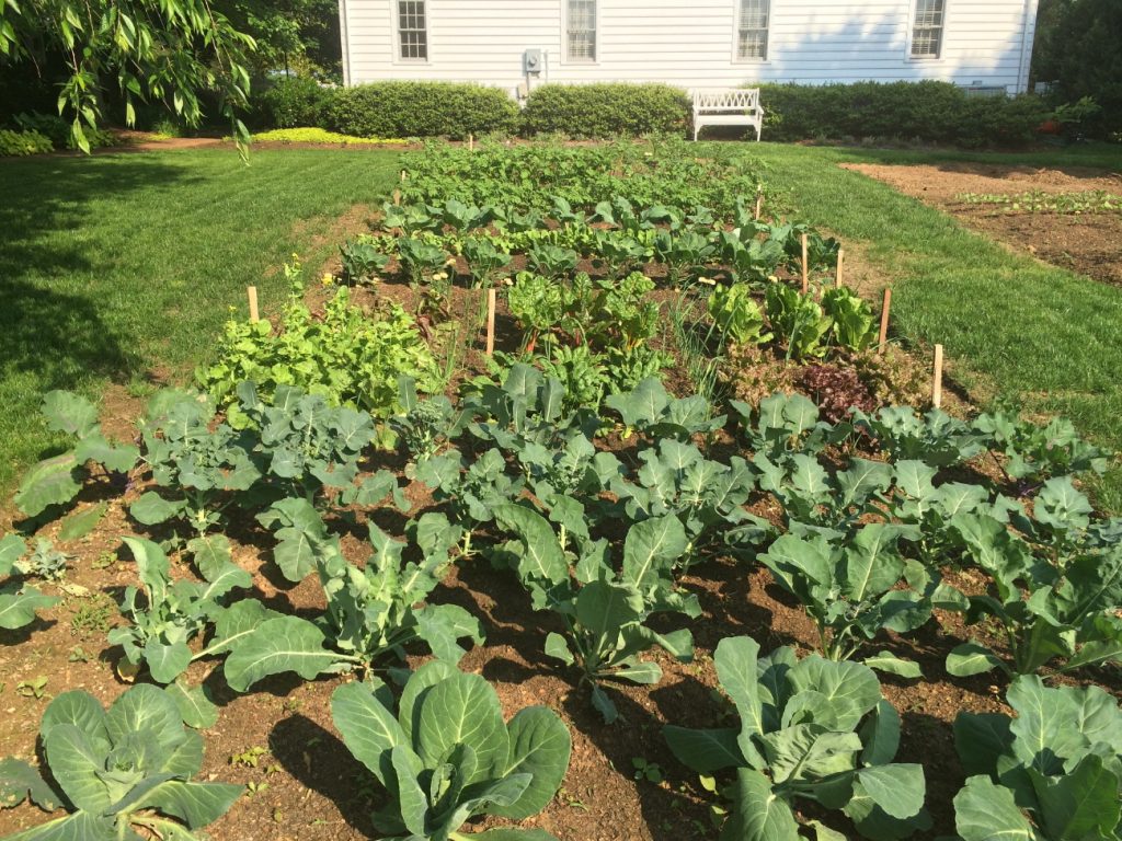 Potager and Cutflower Garden Design, Layout and Plant Propagation