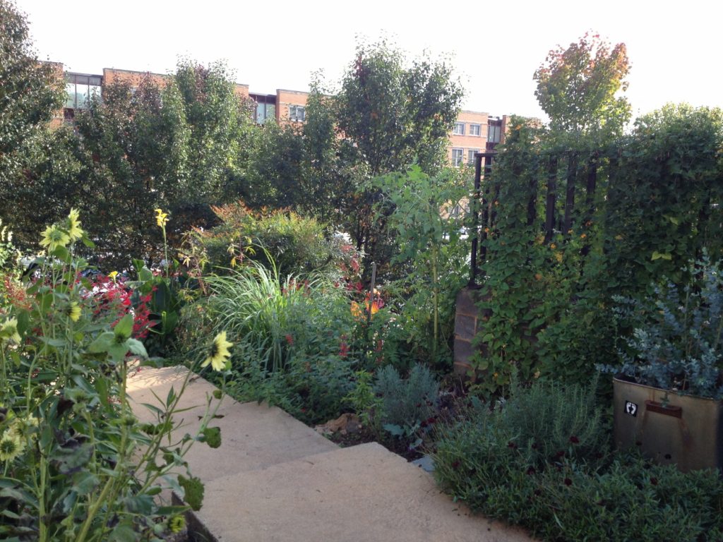 Urban Renewal: Charlottesville Culinary Garden